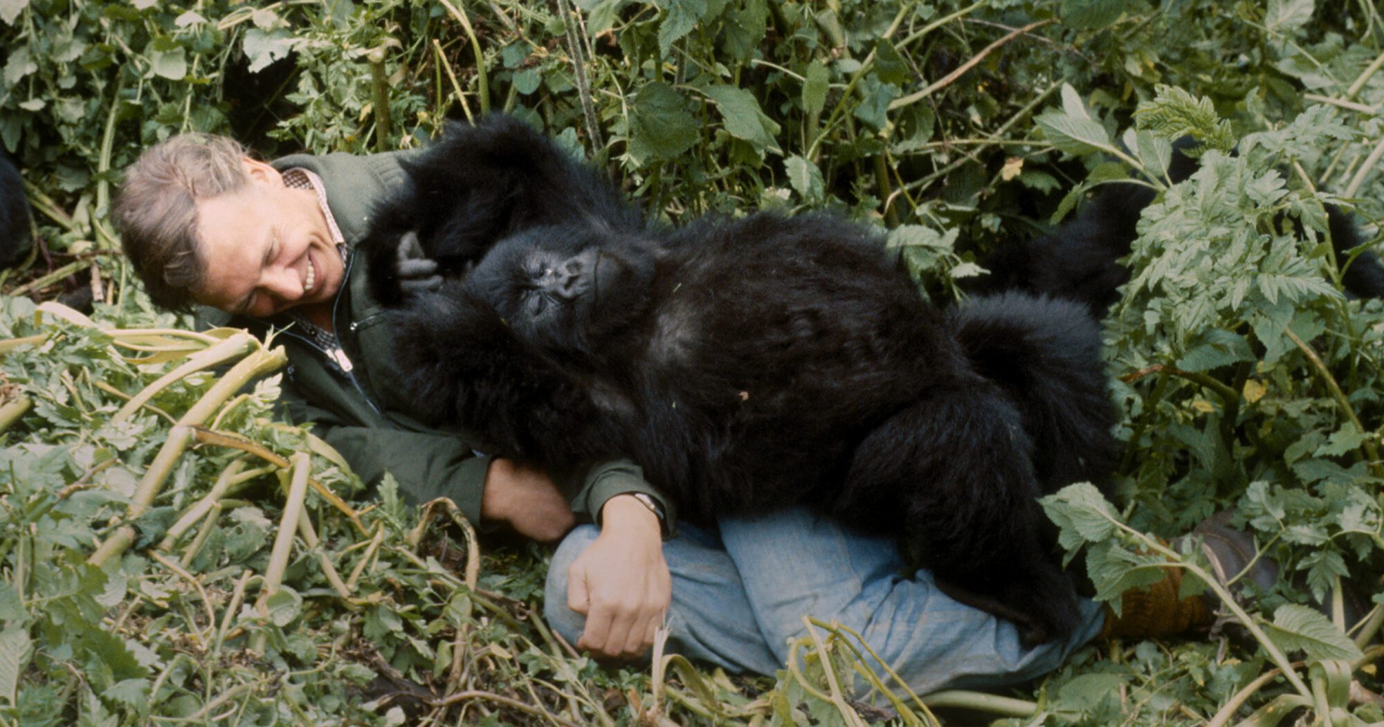 A Gorilla Story: Told by David Attenborough. Cr. John Sparks / Nature Picture Library
