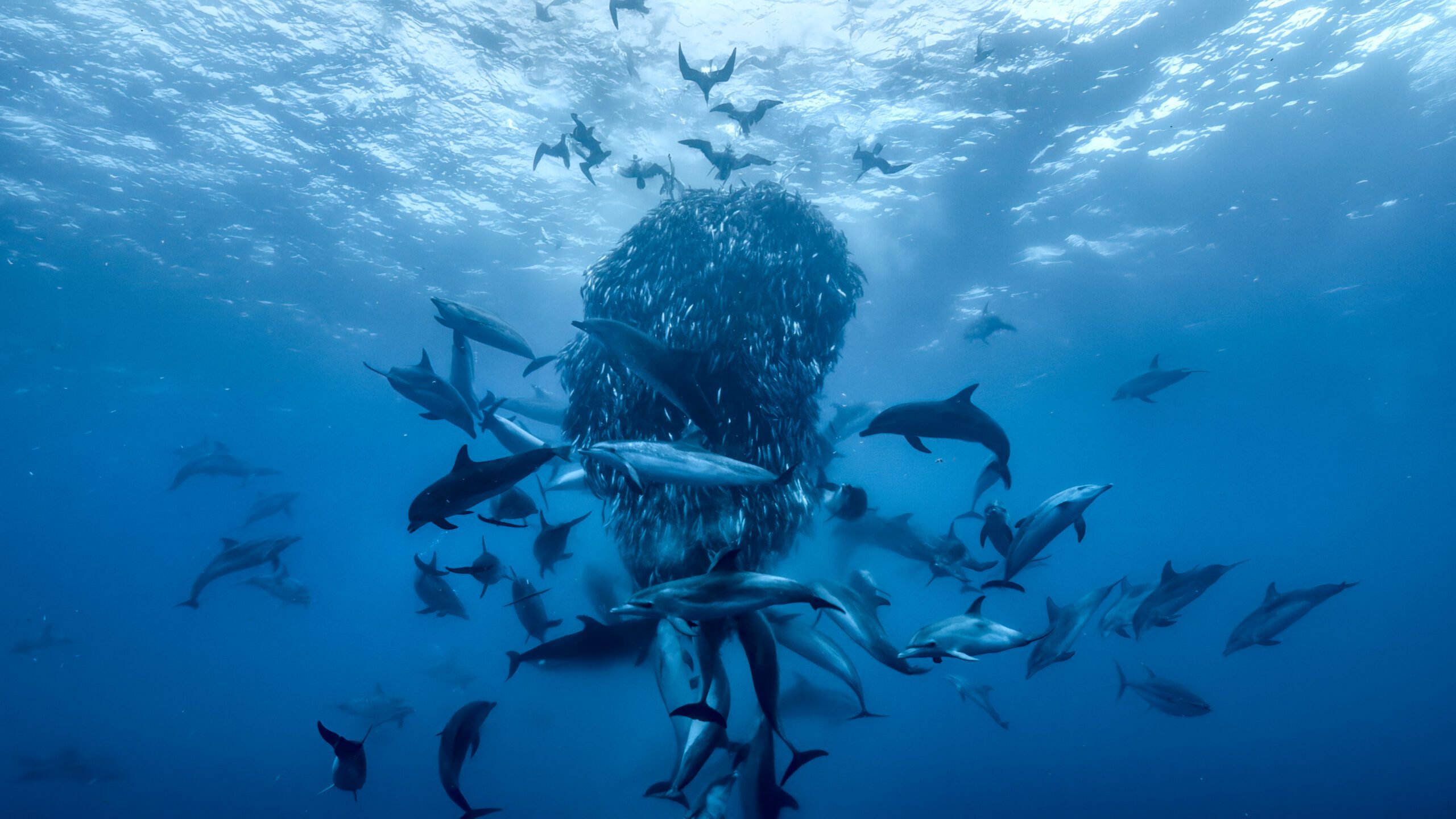 Ocean with David Attenborough - Silverback Films