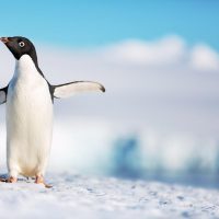 Penguin