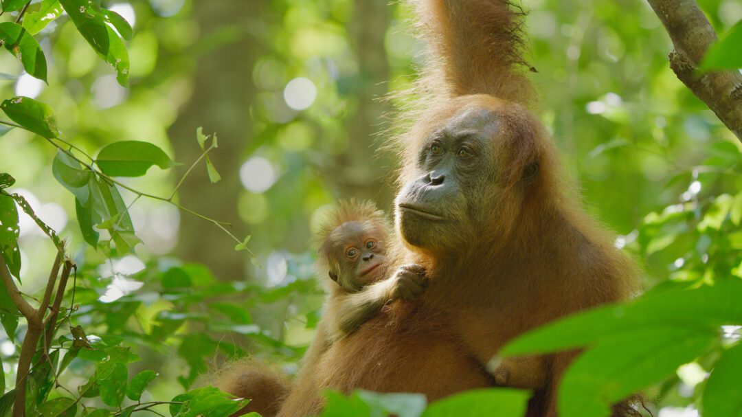 secret-lives-of-orangutans-shines-a-spotlight-on-sumatran-orangutans